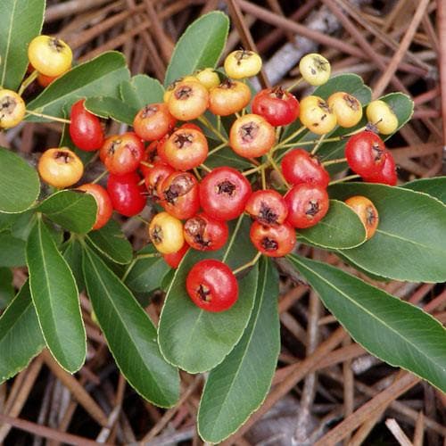 Pyracantha coccinea 'Red Column' - Future Forests