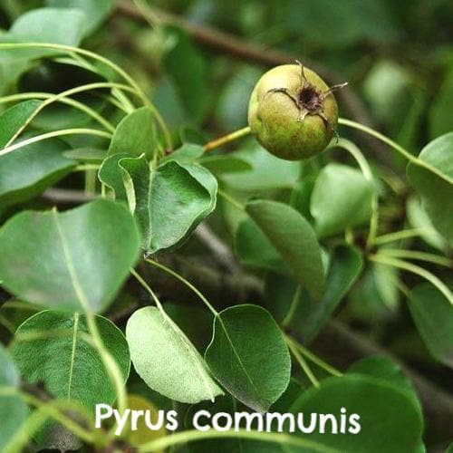 Wildlife Fruiting Hedge Mix - Future Forests