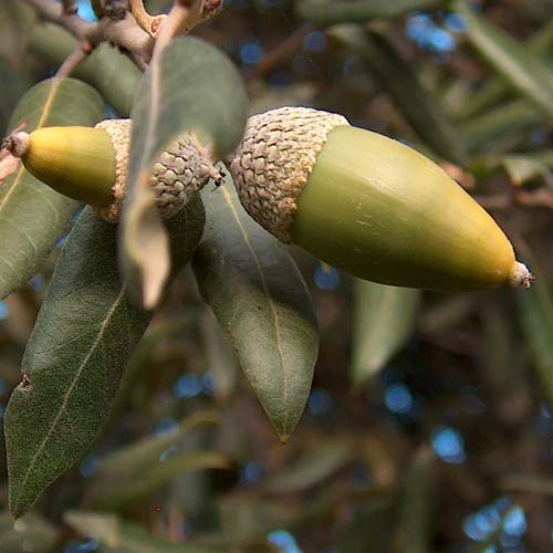 Quercus ilex - Holm Oak - Future Forests