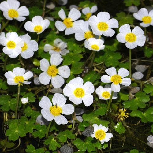 Ranunculus aquatilis - Common Water Crowfoot (Oxegenator)
