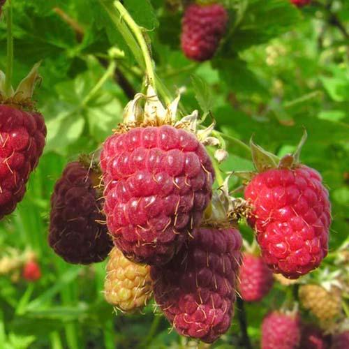 Raspberry Cascade Delight - Summer Fruiting