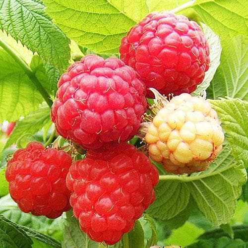 Raspberry Cascade Delight - Summer Fruiting