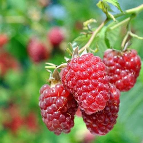 Raspberry Cascade Delight - Summer Fruiting
