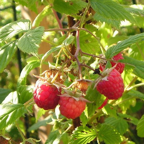 Raspberry Heritage - Summer & Autumn Fruiting