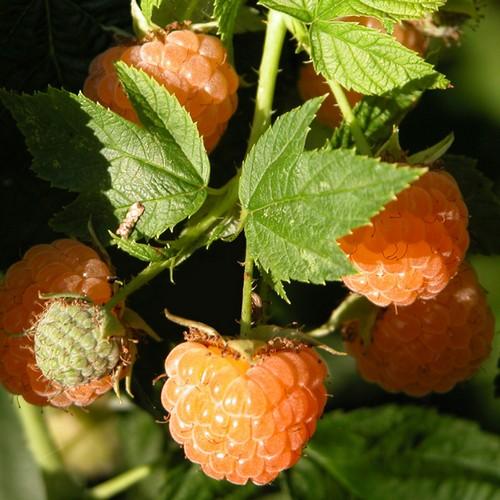 Raspberry All Gold - Future Forests