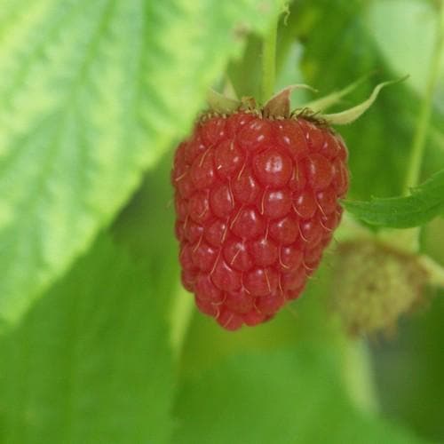 Raspberry Autumn Bliss - Future Forests