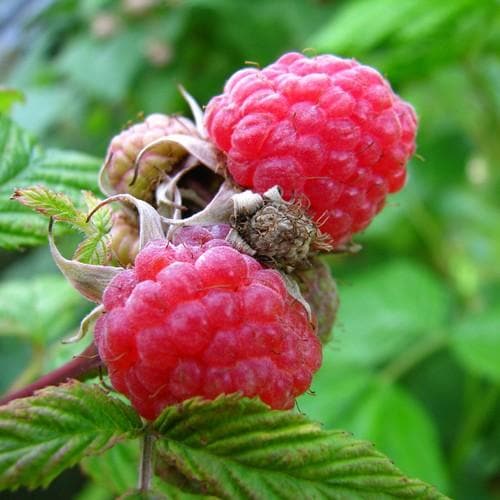 Raspberry Malling Leo - Future Forests