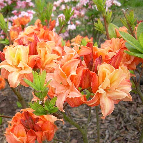 Azalea mollis Golden Eagle