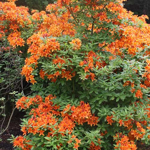 Azalea mollis Golden Eagle