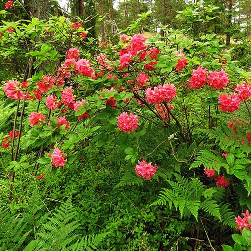Azalea mollis Homebush
