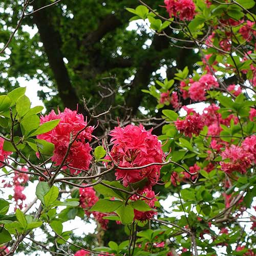 Azalea mollis Homebush
