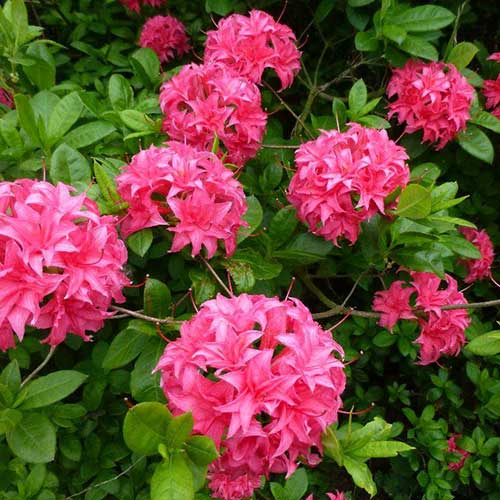 Azalea mollis Homebush