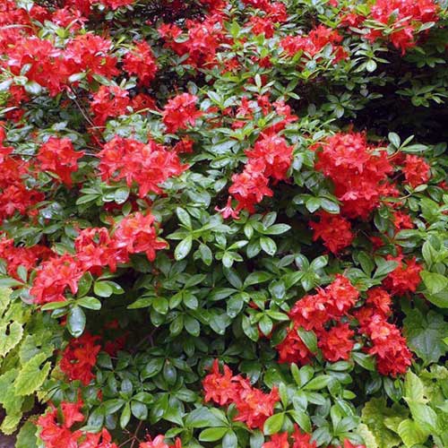 Azalea mollis Satan