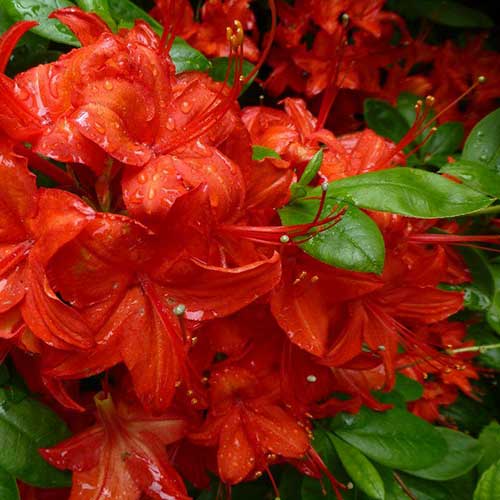 Azalea mollis Satan
