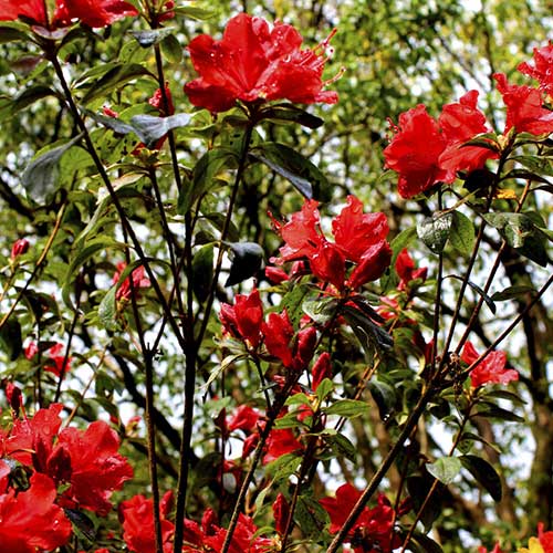 Azalea mollis Satan