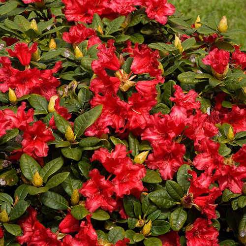 Rhododendron Baden-Baden