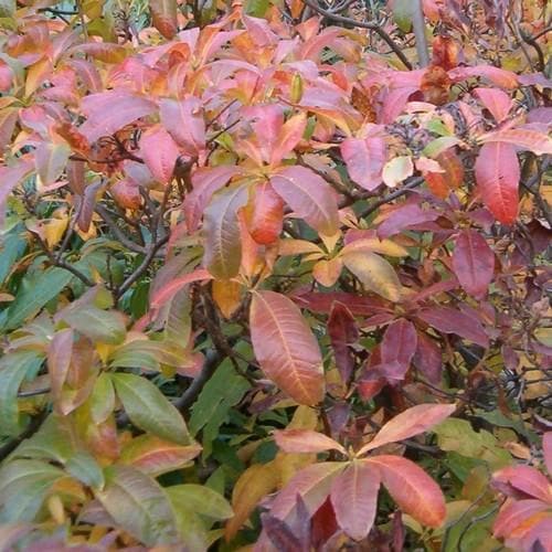 Azalea (Rhododendron) luteum - Future Forests