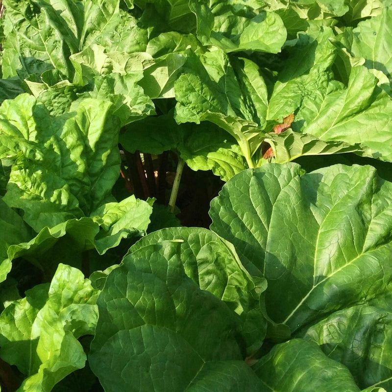 Rhubarb Timperley Early