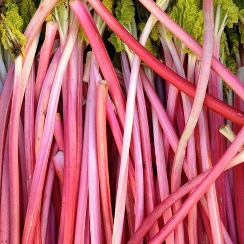 Rhubarb Champagne - Future Forests
