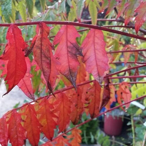 Rhus typhina - Future Forests
