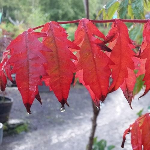 Rhus typhina - Future Forests