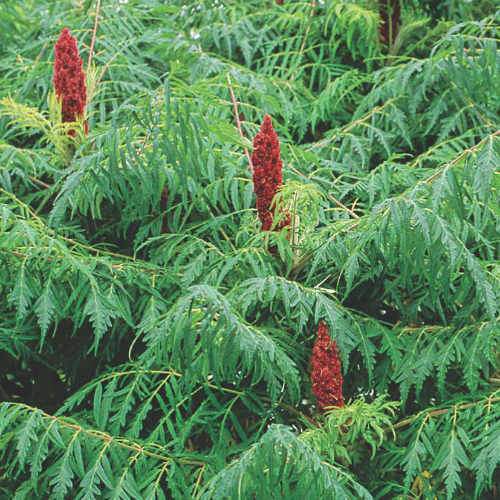 Rhus typhina Dissecta (Laciniata)