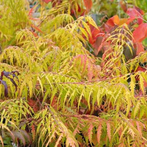 Rhus typhina Dissecta (Laciniata)