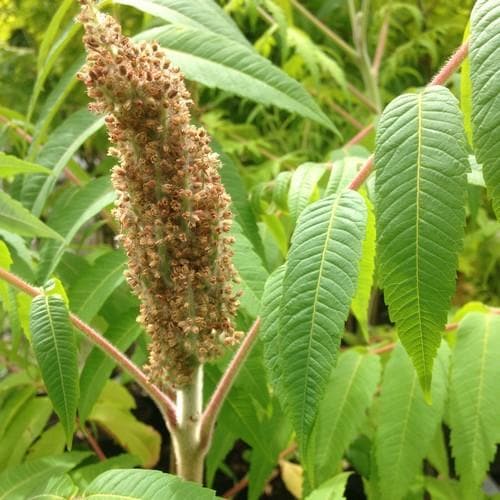 Rhus typhina - Future Forests