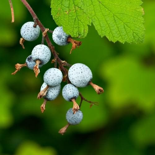 Ribes sanguineum King Edward VII - Future Forests