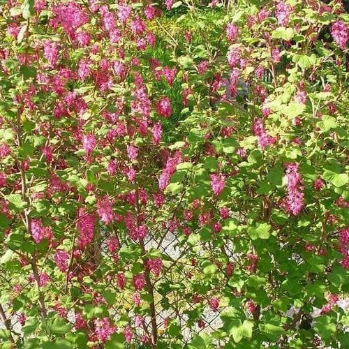 Ribes sanguineum King Edward VII - Future Forests