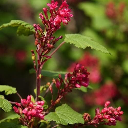 Ribes sanguineum King Edward VII - Future Forests
