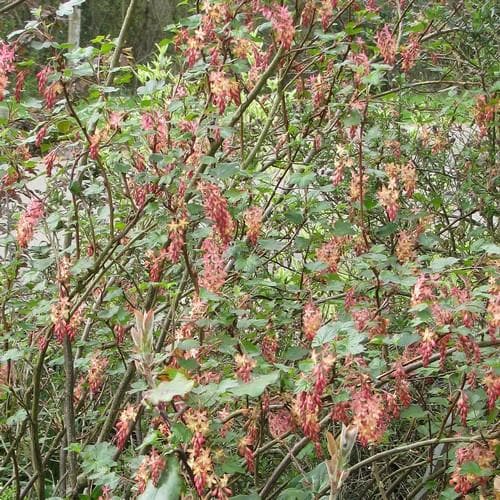Ribes x Gordonianum - Future Forests