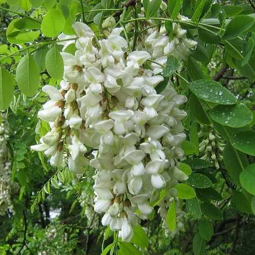 Robinia pseudoacacia - Black Locust - Future Forests