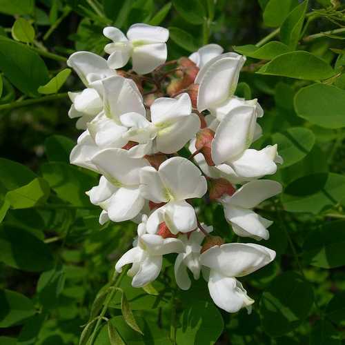 Robinia pseudoacacia - Black Locust - Future Forests