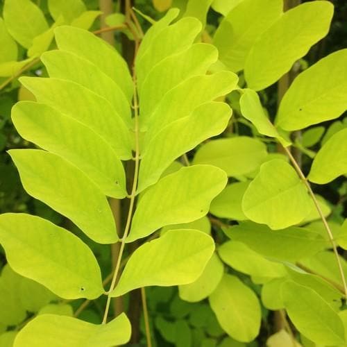 Robinia pseudoacacia Frisia - Golden Robinia - Future Forests