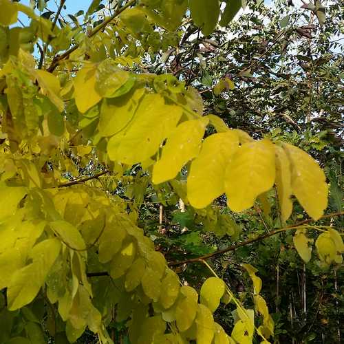 Robinia pseudoacacia Frisia - Golden Robinia - Future Forests