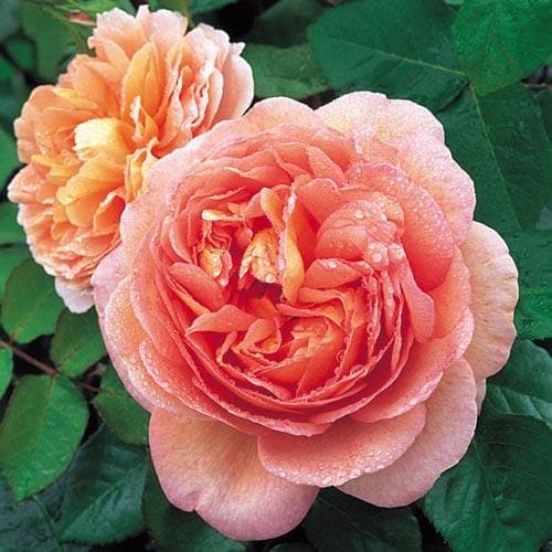 Rosa Abraham Darby - Future Forests