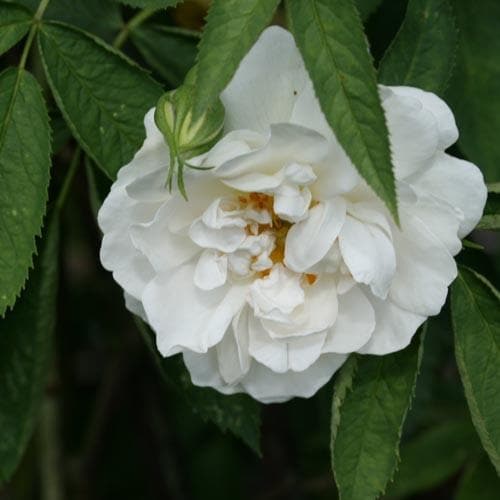 Rosa Alba Maxima - Future Forests
