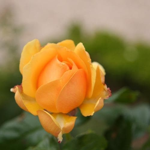 Rosa Amber Queen - Future Forests