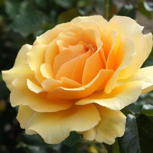 Rosa Amber Queen - Future Forests