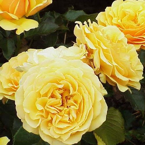 Rosa Amber Queen - Future Forests