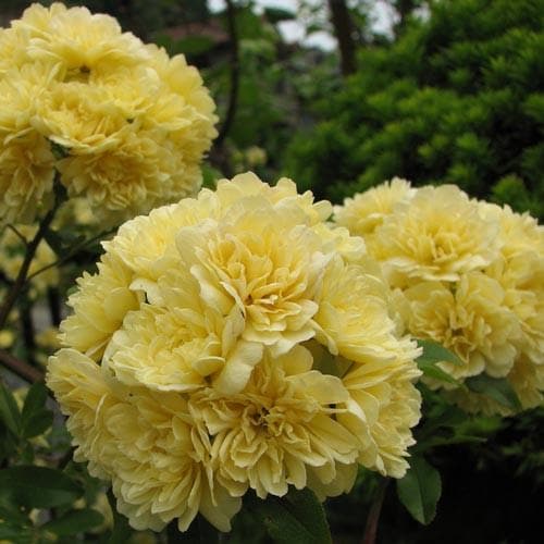 Rosa banksiae lutea - Future Forests