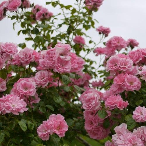 Rosa Bantry Bay - Future Forests