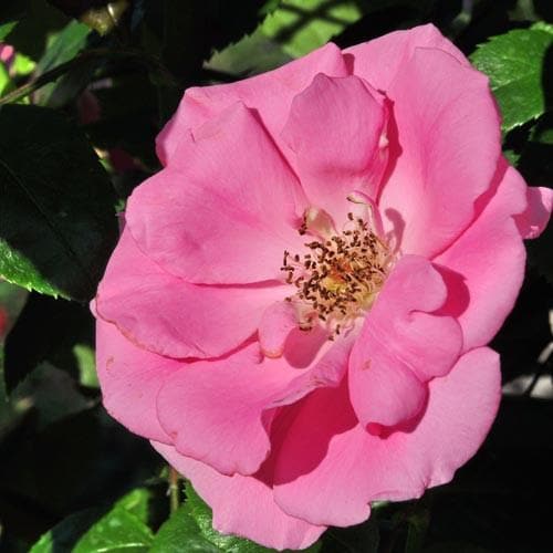 Rosa Bantry Bay - Future Forests