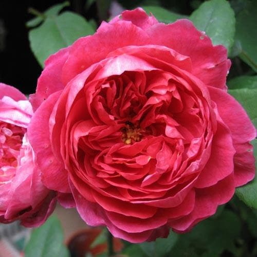 Rosa Benjamin Britten - Future Forests