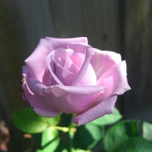 Blue Moon Rose