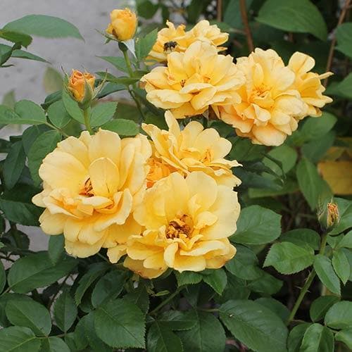 Rosa Easy Going - Floribunda Shrub Rose