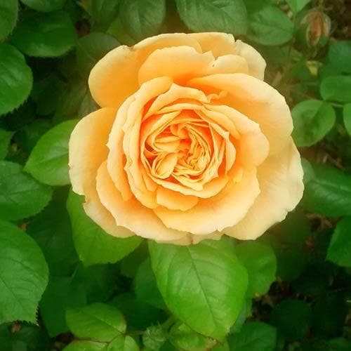 Rosa Easy Going - Floribunda Shrub Rose