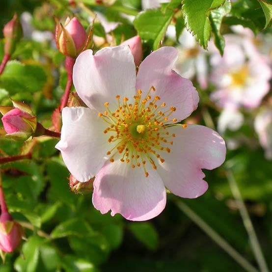 Rosa Grouse - Groundcover Rose