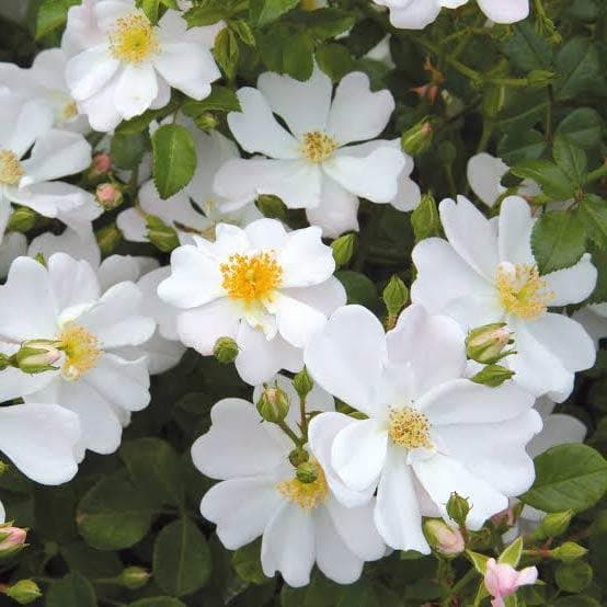 Rosa Grouse - Groundcover Rose
